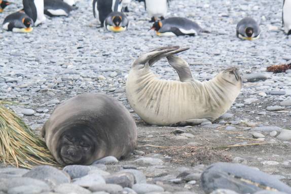 Muito esforço para coçar a pata em Salisbury Plain, na Geórgia do Sul